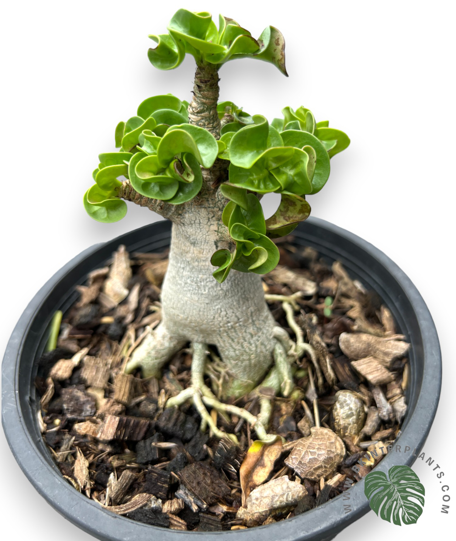 cimg_0851-photoroom.jpg Adenium(Desert Rose) Arabicum DHA Lottus Tower - Image 1