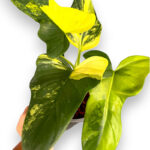 10 Plants Philodendron Violin Variegated