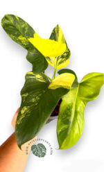10 Plants Philodendron Violin Variegated