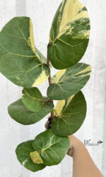 Sea Grape Variegated Plant - Image 2
