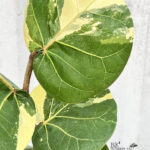 Sea Grape Variegated Plant