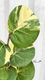Sea Grape Variegated Plant