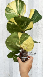 Sea Grape Variegated Plant - Image 3