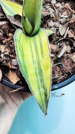 Sansevieria Robusta Fat Variegated - Image 4