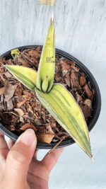 Sansevieria Robusta Fat Variegated - Image 2