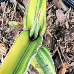 Sansevieria Robusta Fat Variegated