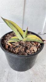 Sansevieria Robusta Fat Variegated - Image 5