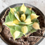 Agave Ohi Yellow Variegated