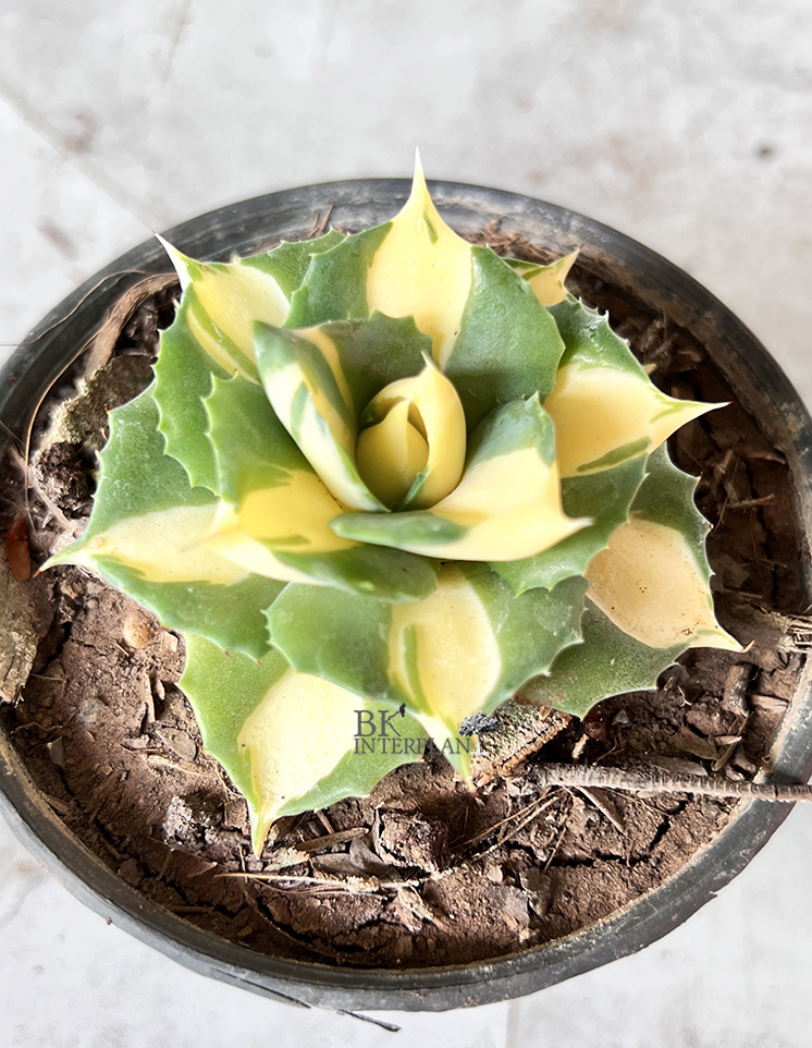 cimg_1068.jpg Agave Ohi Yellow Variegated - Image 1