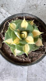 Agave Ohi Yellow Variegated - Image 4
