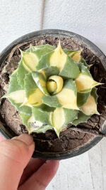 Agave Ohi Yellow Variegated - Image 2