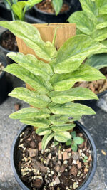 Rhaphidophora Korthalsii Variegated - Image 2