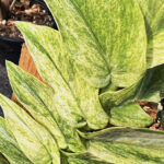 Rhaphidophora Korthalsii Variegated