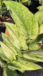 Rhaphidophora Korthalsii Variegated