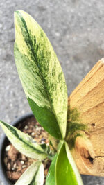 Rhaphidophora Elliptica Variegated - Image 3