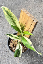 Rhaphidophora Elliptica Variegated - Image 4