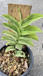 Rhaphidophora Korthalsii Variegated - Image 4