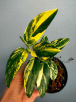 Monstera Standleyana Aurea Vareigated - Image 2