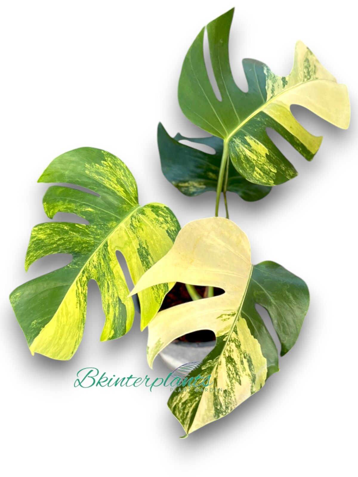 Aurea 3 Color Monstera Variegated - Image 3
