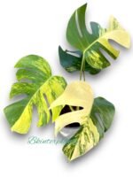 Aurea 3 Color Monstera Variegated - Image 3