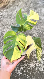 10 Plants Monstera Aurea 3 Color Variegated - Image 3