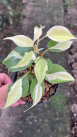 Philodendron hederaceum 'Gabby' - Image 5