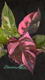 Philodendron Pink Princess Marble King - Image 3