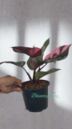 Philodendron Pink Princess Marble King - Image 2
