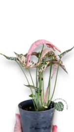 Syngonium Pink Rolli - Image 2