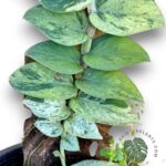 Rhaphidophora Hayi Variegated