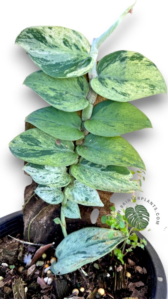 Rhaphidophora hayi variegated with high-contrast white splashes shingling up a wooden board