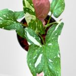 Syngonium Red Spot Tricolor