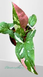 Syngonium Red Spot Tricolor