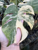 10 Plants Monstera Thai Constellation Size M - Image 2