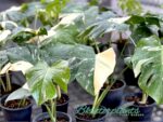 5 Plants Monstera Thai Constellation Size M