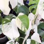 10 Plants Monstera Albo Variegated