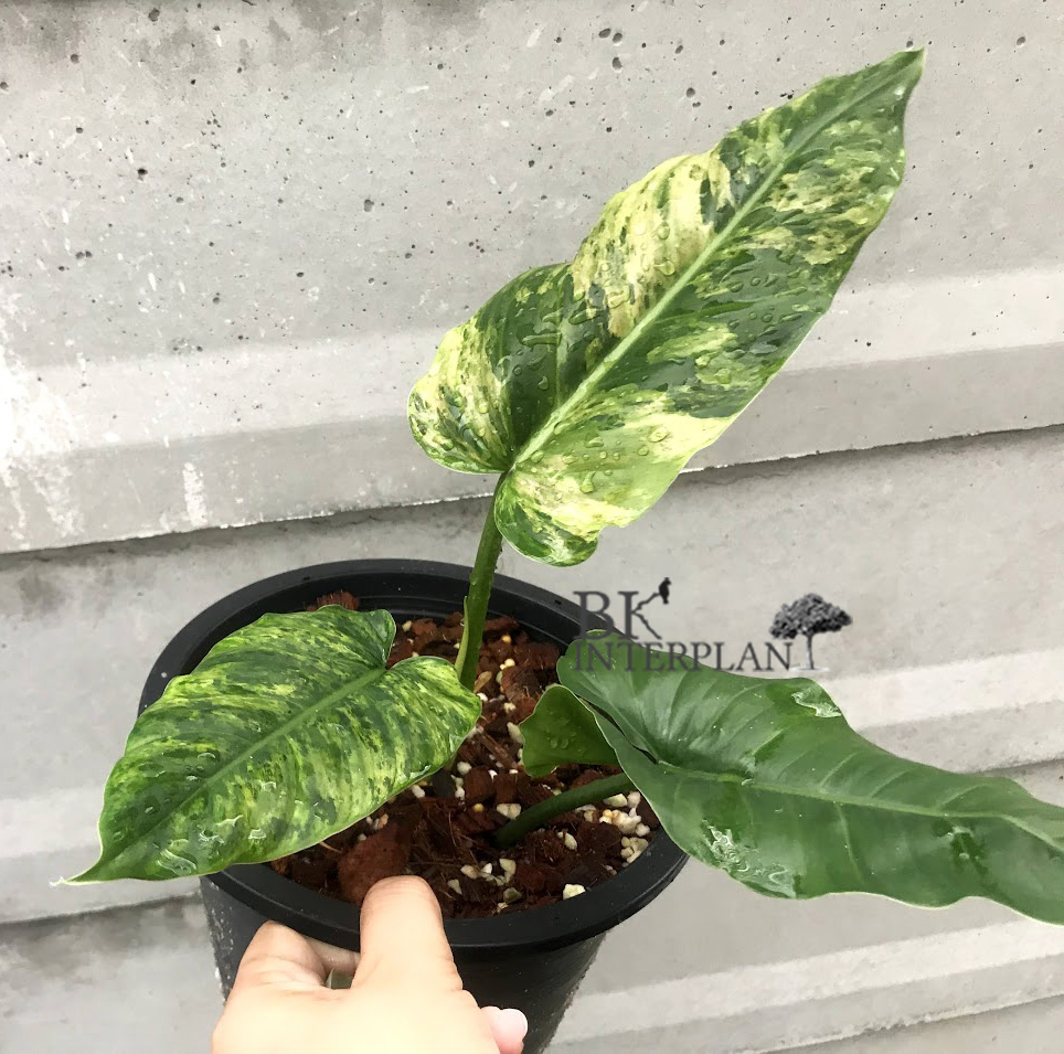 cimg_2046.jpg Philodendron Subhastatum Variegated - Image 1