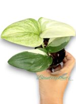 Scindapsus Moonlight Albo Variegated - Image 3