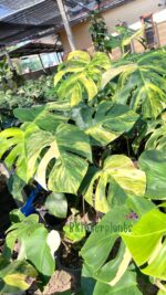 Aurea 3 Color Monstera Variegated - Image 2