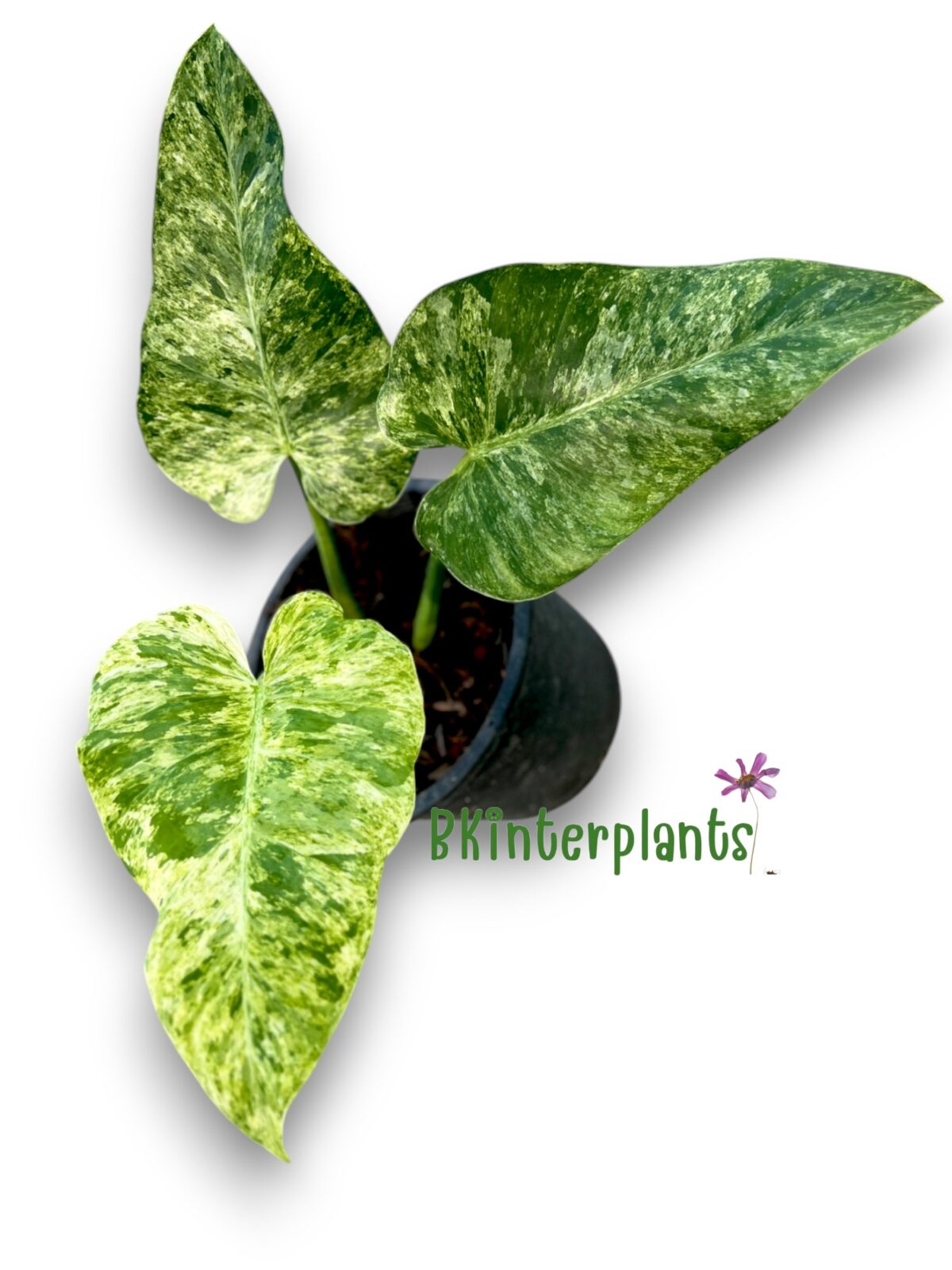 Philodendron Giganteum Blizzard Variegated - Image 6