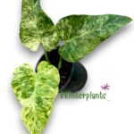 Philodendron Giganteum Blizzard Variegated