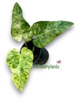 Philodendron Giganteum Blizzard Variegated