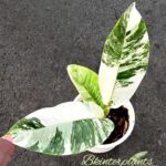 Rhaphidophora Foraminifera Albo Variegated