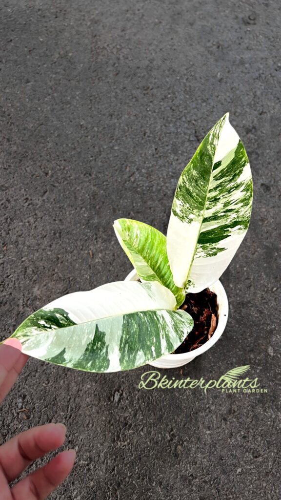 Rhaphidophora Foraminifera Albo Variegated - Rare White Variegated Aroid in 5-inch pot