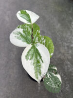 Piper nigrum L. Variegated - Image 2