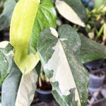 Syngonium Chiapense Variegated