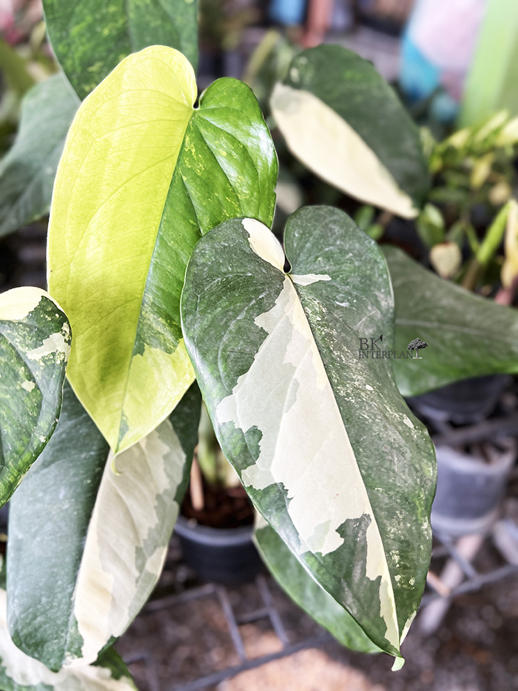 cimg_2346.jpg Syngonium Chiapense Variegated - Image 1