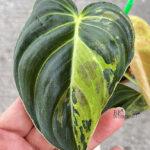 5 Plants Philodendron Melanochrysum Variegated