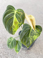 5 Plants Philodendron Melanochrysum Variegated - Image 2