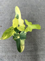 10 Plants Philodendron Violin Variegated - Image 2